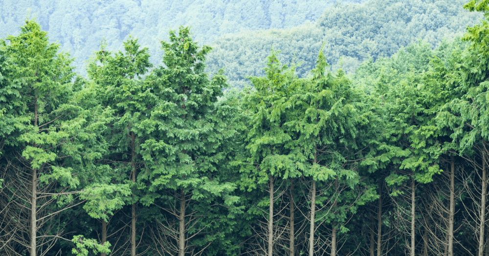 5 Ways To Consume Consciously For Our Environment  - Peace & Pure
