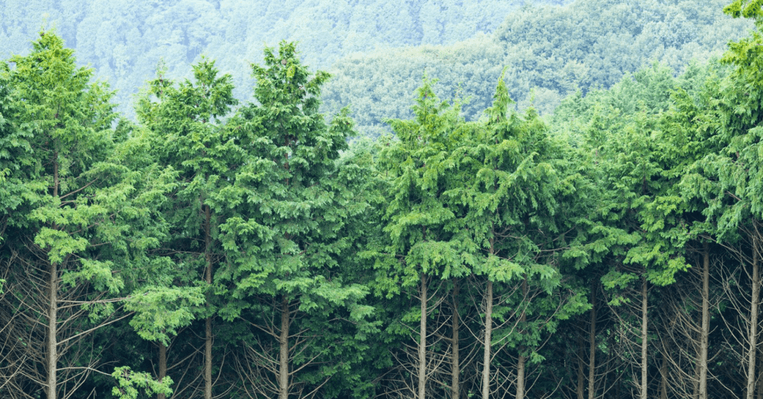 5 Ways To Consume Consciously For Our Environment  - Peace & Pure